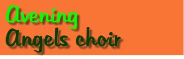 Avening   Angels choir